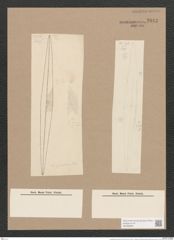 Pleurosigma subrectum Cleve (de-Toni-Nr.: Genus 13, Species 1005) Zeichnungen Sammlung Grunow Nr. 2043 (NHMW-BOT-W0368898)